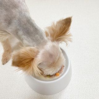 비타크래프트 조에시 하트캔 85g 강아지 습식캔 10캔 — 5점을 준 리뷰어가 2021년 9월 올린 사용 사진
