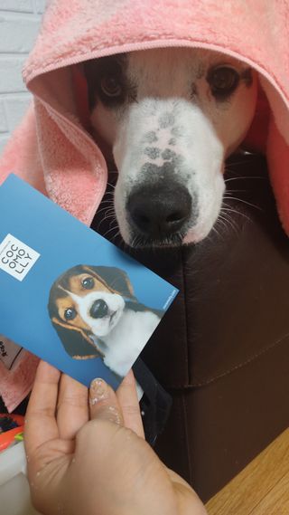 코코몰리 보들보들 초극세사 프리미엄 펫전용 타올 — 5점을 준 리뷰어가 2021년 1월 올린 사용 사진