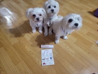 [자유펫] 시코니딘 고양이 강아지 피부 보습 연고 20g — 4점을 준 리뷰어가 2021년 10월 올린 사용 사진