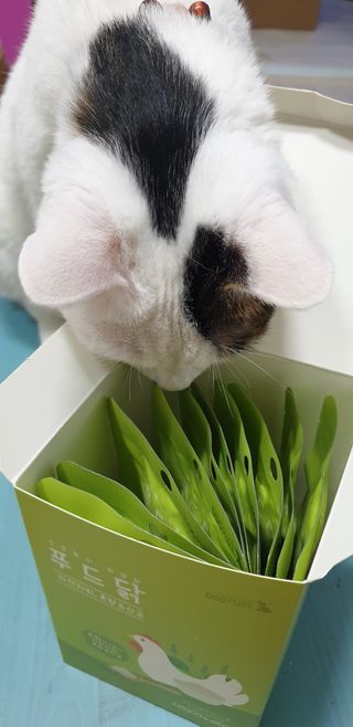 도그퓨어 푸드닭 강아지 닭고기 통살 애견간식 오리지널/차전자피/초록입홍합 — 5점을 준 리뷰어가 2021년 10월 올린 사용 사진