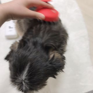 자극 없이 털/각질 관리가 가능한 코코몰리 실리콘 목욕 브러쉬 — 5점을 준 리뷰어가 2021년 1월 올린 사용 사진