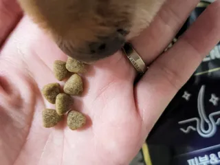 [푸디웜] 라포그 리얼인섹트 소프트키블 스킨 1KG — 5점을 준 리뷰어가 2022년 9월 올린 사용 사진
