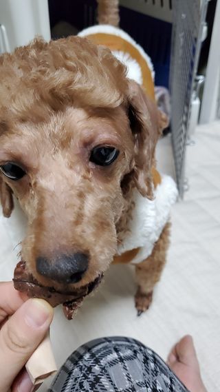 🌈🐩👨‍👩‍👧님이 올린 리뷰 사진 4