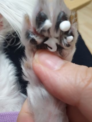 [자유펫] 시코니딘 고양이 강아지 피부 보습 연고 20g — 5점을 준 리뷰어가 2021년 11월 올린 사용 사진