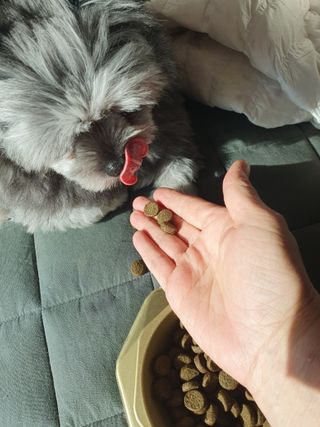 캐닌캐비어 알카라인 홀리스틱 그레이프리 앙뜨레 ALS_4종 오픈스카이, 와일드오션, 프리스피릿, 스페셜니즈 — 5점을 준 리뷰어가 2023년 2월 올린 사용 사진