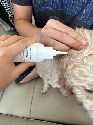[댕모어 클리너 3종] 아이클리너 / 이어클리너 / 덴탈클리너 3종 세트 (120ml) — 5점을 준 리뷰어가 2023년 12월 올린 사용 사진