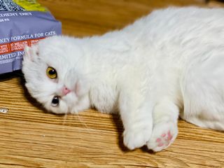 화이집사님이 올린 리뷰 사진 2