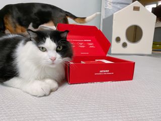 [자유펫] 고양이 턱드름 여드름 예방 및 제거 세트, 블랙씨드케어박스 — 5점을 준 리뷰어가 2021년 10월 올린 사용 사진