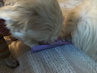 My Pet Care 천연단백질 치아건강에 개좋아 — 5점을 준 리뷰어가 2021년 2월 올린 사용 사진