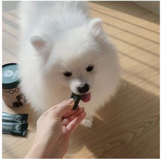 [푸디웜] 라포그 코어덴탈츄 그린 (10개입) — 5점을 준 리뷰어가 2023년 1월 올린 사용 사진