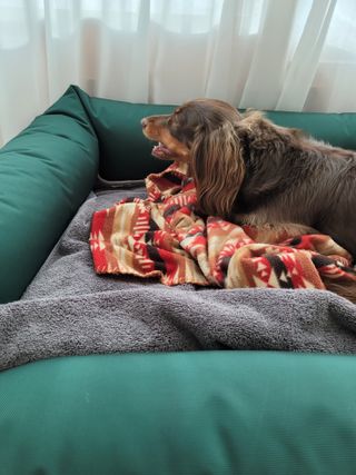 My Pet Care 천연단백질 치아건강에 개좋아 — 5점을 준 리뷰어가 2021년 1월 올린 사용 사진