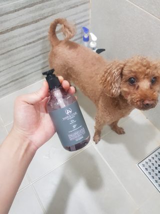 마리앤루이펫샴푸 [mari and louie pet shampoo] — 5점을 준 리뷰어가 2021년 5월 올린 사용 사진