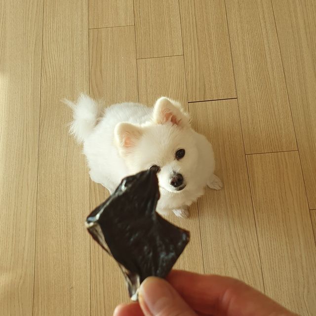 멍멍하누 간,허파,말랭이 3종 세트 리뷰 사진
