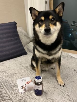 펫21 그로그로 5종 강아지 고양이 반려동물 한방 영양제 — 5점을 준 리뷰어가 2021년 11월 올린 사용 사진