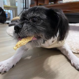 [펫시밀] 원물그대로 강원도 인제군 용대리 무염황태채 60g 강아지 고양이 프리미엄 수제간식 — 5점을 준 리뷰어가 2023년 11월 올린 사용 사진