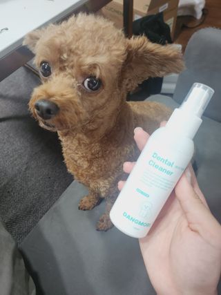 [댕모어 클리너 3종] 아이클리너 / 이어클리너 / 덴탈클리너 3종 세트 (120ml) — 5점을 준 리뷰어가 2023년 10월 올린 사용 사진