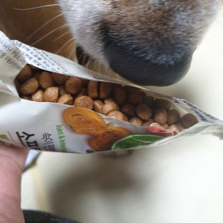 씨디랩 속이 편한 강아지 사료 소프트발란스 기호성 좋은 발효사료 피부와 위장 관절과 위장 — 5점을 준 리뷰어가 2021년 3월 올린 사용 사진