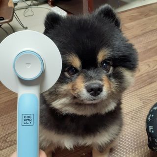 코코몰리 실키 데일리 원터치 브러쉬 — 3.5점을 준 리뷰어가 2021년 1월 올린 사용 사진