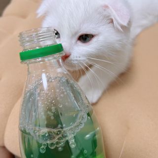 몽베스트 Montbest with Sparkling water Lemon OR Lime 20병(랜덤) — 5점을 준 리뷰어가 2022년 8월 올린 사용 사진