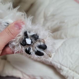 [자유펫] 시코니딘 고양이 강아지 피부 보습 연고 20g — 4점을 준 리뷰어가 2021년 11월 올린 사용 사진