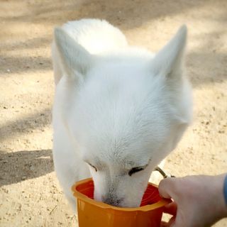 씨디랩 속이 편한 강아지 사료 소프트발란스 기호성 좋은 발효사료 피부와 위장 관절과 위장 — 5점을 준 리뷰어가 2021년 3월 올린 사용 사진
