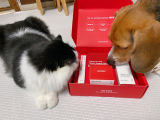 [자유펫] 고양이 턱드름 여드름 예방 및 제거 세트, 블랙씨드케어박스 — 5점을 준 리뷰어가 2021년 10월 올린 사용 사진