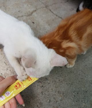 페페로니 잘 먹는 캣츄 - 무항생제 닭고기 12개 + 원양선 참치 12개 — 5점을 준 리뷰어가 2021년 8월 올린 사용 사진