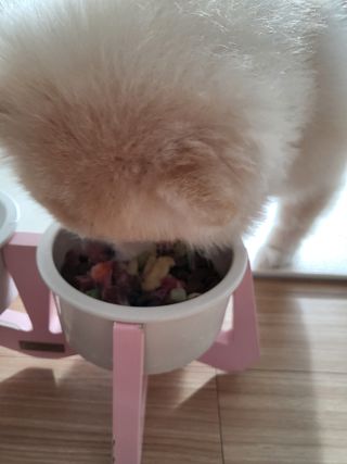 씽크라이크펫 큐브생식 1kg — 4점을 준 리뷰어가 2022년 11월 올린 사용 사진