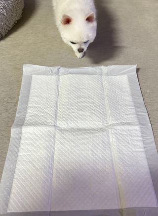 동딩이님이 올린 리뷰 사진 3