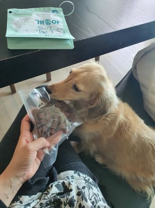 My Pet Care 천연단백질 눈건강에 개좋아 — 5점을 준 리뷰어가 2021년 4월 올린 사용 사진