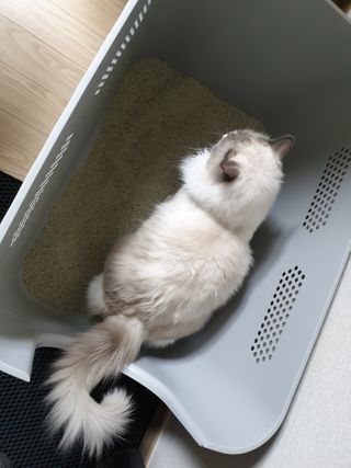 겟플렉스 켓플렉스 캣츠룸BS-1 고양이모래 4kg — 5점을 준 리뷰어가 2021년 3월 올린 사용 사진