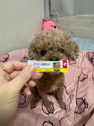 [레모나] 강아지 레모나 강아직 영양 간식 4종 택 1 — 5점을 준 리뷰어가 2024년 1월 올린 사용 사진