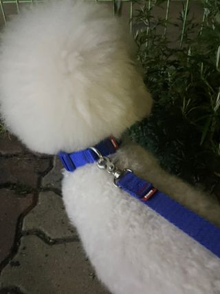 베이컨박스 [BACON] 고아웃클럽 이지그립 리드줄, 목줄 세트-BLUE — 4점을 준 리뷰어가 2021년 7월 올린 사용 사진