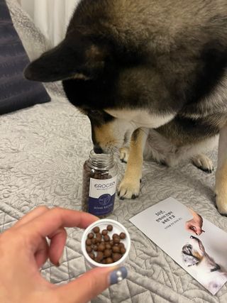 펫21 그로그로 5종 강아지 고양이 반려동물 한방 영양제 — 5점을 준 리뷰어가 2021년 11월 올린 사용 사진