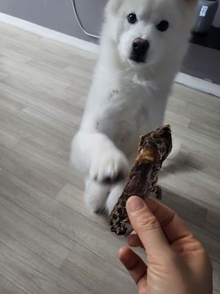 [졸리졸리] 말고기 육포 간식 (HORSE MEAT JERKY) — 5점을 준 리뷰어가 2023년 1월 올린 사용 사진