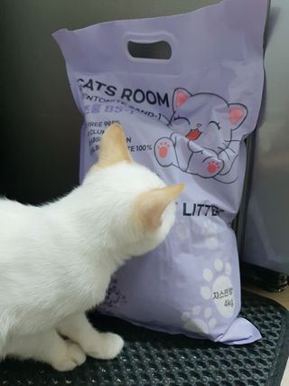 겟플렉스 켓플렉스 캣츠룸BS-1 고양이모래 4kg — 5점을 준 리뷰어가 2021년 1월 올린 사용 사진