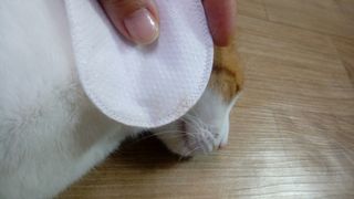 [자유펫] 고양이 턱드름 여드름 예방 및 제거 세트, 블랙씨드케어박스 — 3점을 준 리뷰어가 2021년 10월 올린 사용 사진