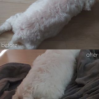 예민한 피부를 위한 코코몰리 All in one 자연유래 샴푸 — 4점을 준 리뷰어가 2021년 3월 올린 사용 사진