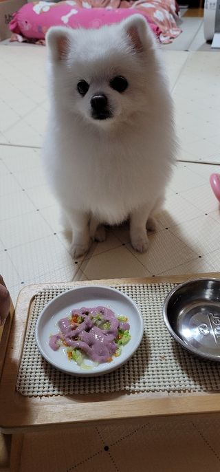 펫시랩 반려견용 액상 프리바이오틱스 아쿠아펫 — 5점을 준 리뷰어가 2021년 1월 올린 사용 사진