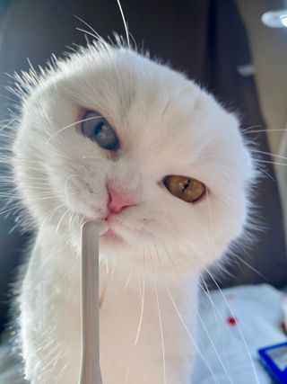 화이집사님이 올린 리뷰 사진 1