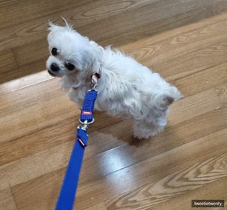 트위티한하루 tweetietwenty님이 올린 리뷰 사진 1