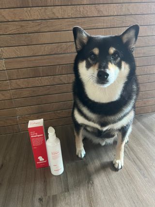 [댕모어 샴푸 2종] 댕샴푸 / 퍼피샴푸  2종 세트 (300ml) — 5점을 준 리뷰어가 2023년 10월 올린 사용 사진
