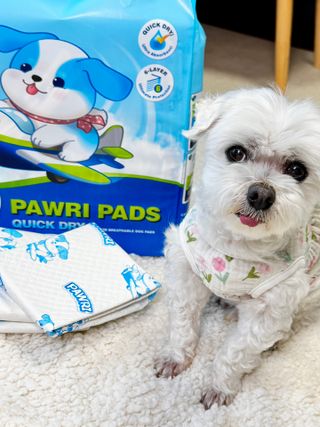 망아진가봄님이 올린 리뷰 사진 1