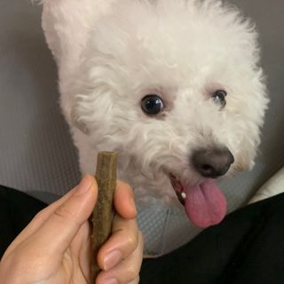 My Pet Care 천연단백질 치아건강에 개좋아 — 5점을 준 리뷰어가 2021년 1월 올린 사용 사진