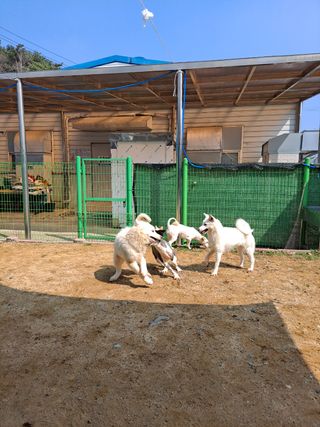 My Pet Care 천연단백질 눈건강에 개좋아 — 5점을 준 리뷰어가 2021년 3월 올린 사용 사진