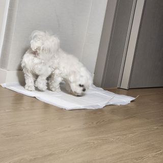 콩닥콩닥행님이 올린 리뷰 사진 1