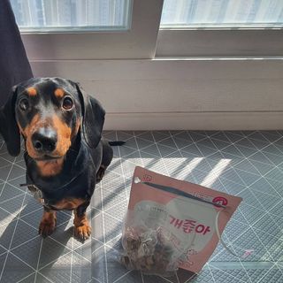 My Pet Care 천연단백질 관절건강에 개좋아 — 5점을 준 리뷰어가 2021년 2월 올린 사용 사진