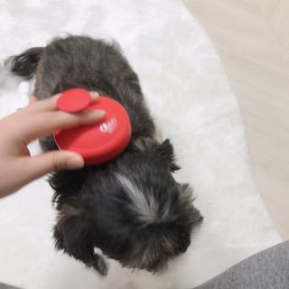 자극 없이 털/각질 관리가 가능한 코코몰리 실리콘 목욕 브러쉬 — 5점을 준 리뷰어가 2021년 1월 올린 사용 사진