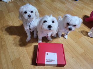 [자유펫] 고양이 턱드름 여드름 예방 및 제거 세트, 블랙씨드케어박스 — 4점을 준 리뷰어가 2021년 10월 올린 사용 사진