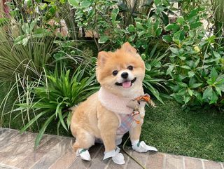 코보콩 에어슈즈 강아지 일회용 신발 소용량 패키지 20매 초경량  미끄럼방지 실내외 겸용 — 2점을 준 리뷰어가 2022년 3월 올린 사용 사진